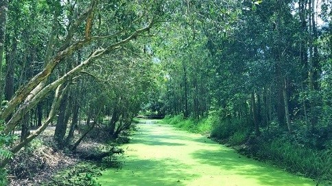 Obstacles should be removed in developing forest eco-tourism