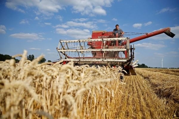 Châu Âu được mùa lúa nhưng giá gạo vẫn cao. (Nguồn: Reuters)