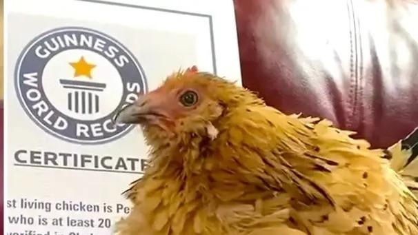 Mỹ: Câu chuyện cảm động về con gà mái 21 tuổi lập kỷ lục Guinness