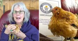 Mỹ: Câu chuyện cảm động về con gà mái 21 tuổi lập kỷ lục Guinness