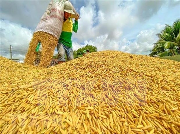 Vietnam exports record rice volume in 8 months: General Department of Customs