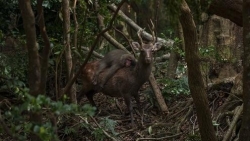 Bức ảnh ghi lại khoảnh khắc khỉ cưỡi hươu đi dạo trong rừng