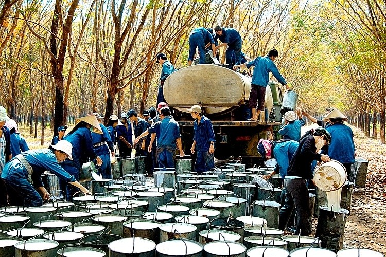 Xuất khẩu ngày 15-17/9: Từ chạm đáy, xuất nhập khẩu dần hồi phục; thị trường EU chuộng cao su Việt Nam