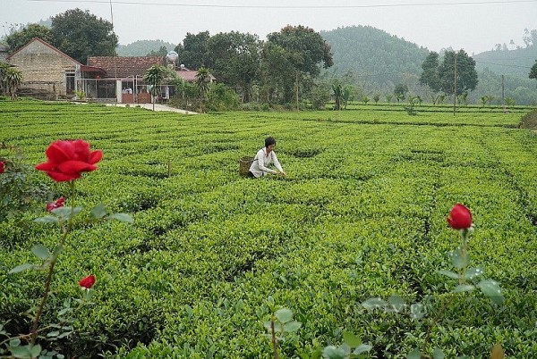 253 sản phẩm OCOP tạo sức bật mới cho nông nghiệp Bắc Giang