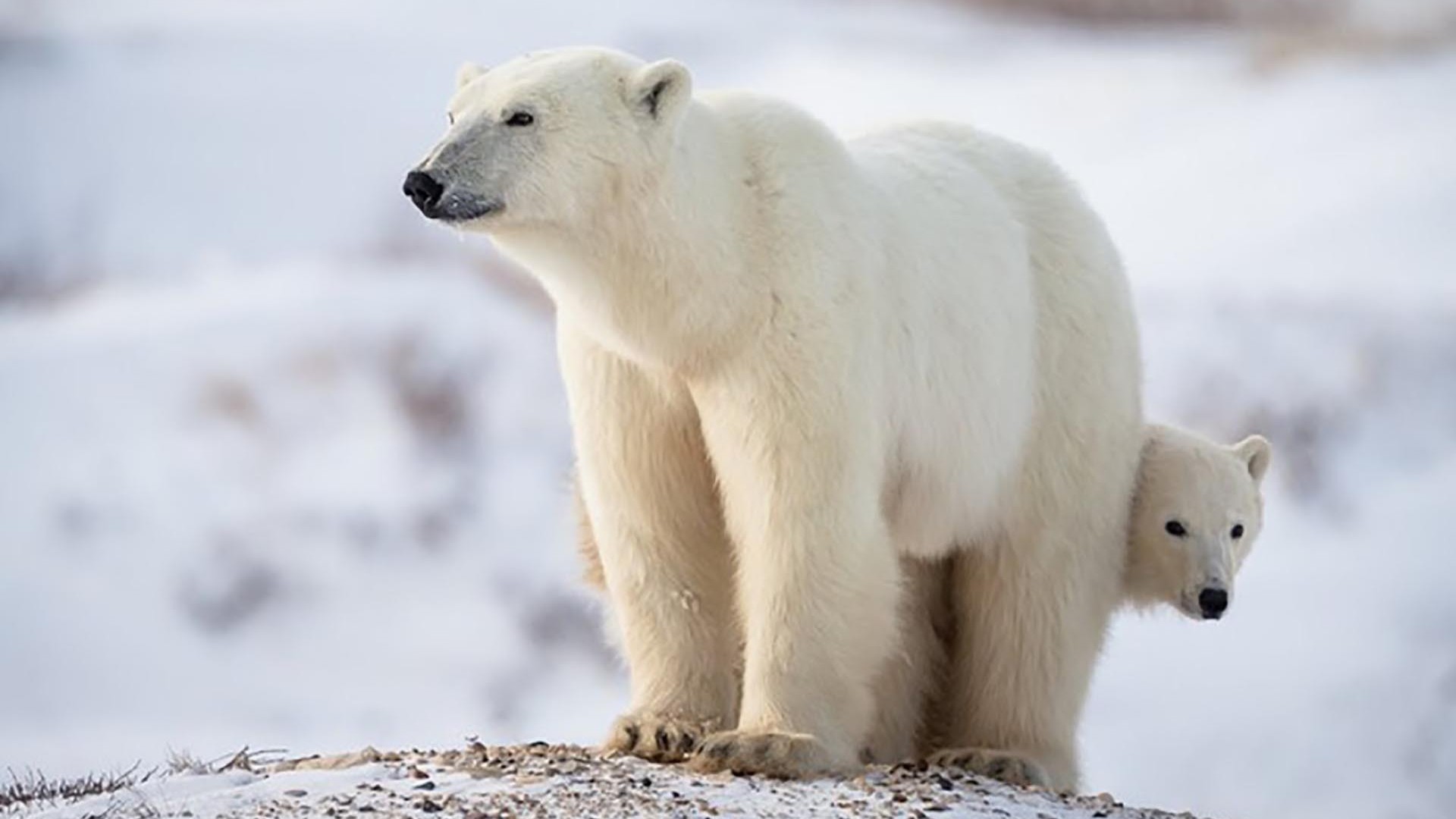 El Nino và nguy cơ tuyệt chủng gấu Bắc cực