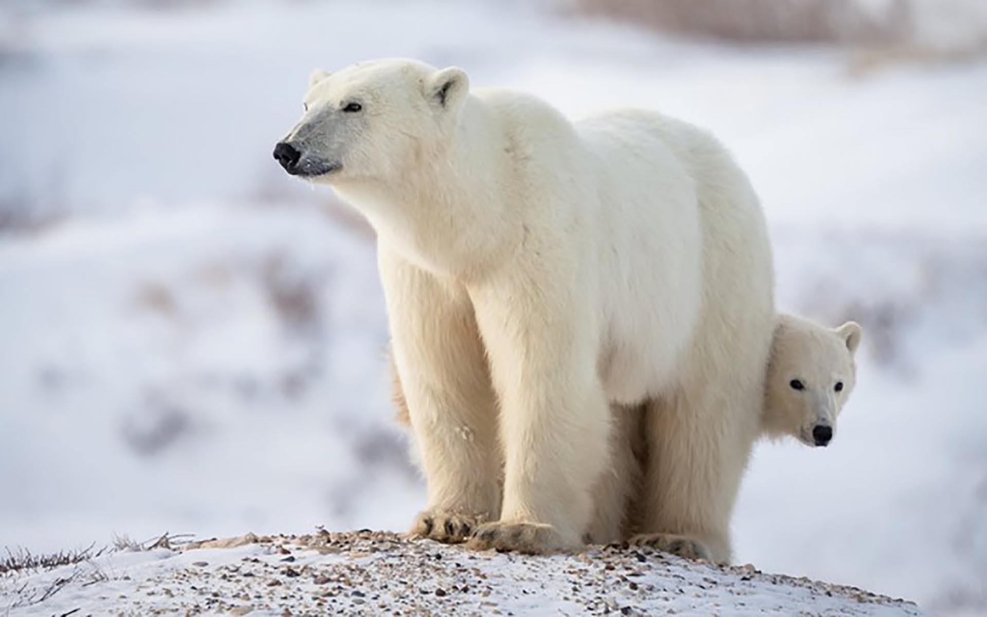 Loài gấu trắng Bắc Cực có nguy cơ tuyệt chủng do khí thải nhà kính và biến đổi khí hậu.  (Ảnh minh họa. Nguồn: CNN)