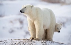 El Nino và nguy cơ tuyệt chủng gấu Bắc cực