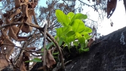 Hawaii: Cây đa cổ thụ 150 tuổi ra chồi non sau vụ cháy rừng kinh hoàng