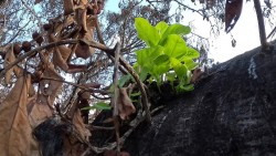 Hawaii: Cây đa cổ thụ 150 tuổi ra chồi non sau vụ cháy rừng kinh hoàng