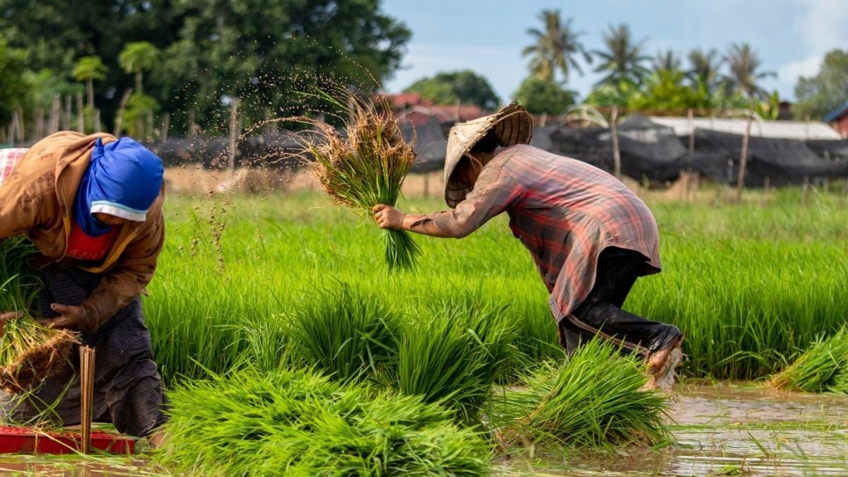Thái Lan: El Nino khiến sản lượng gạo giảm, giá tăng