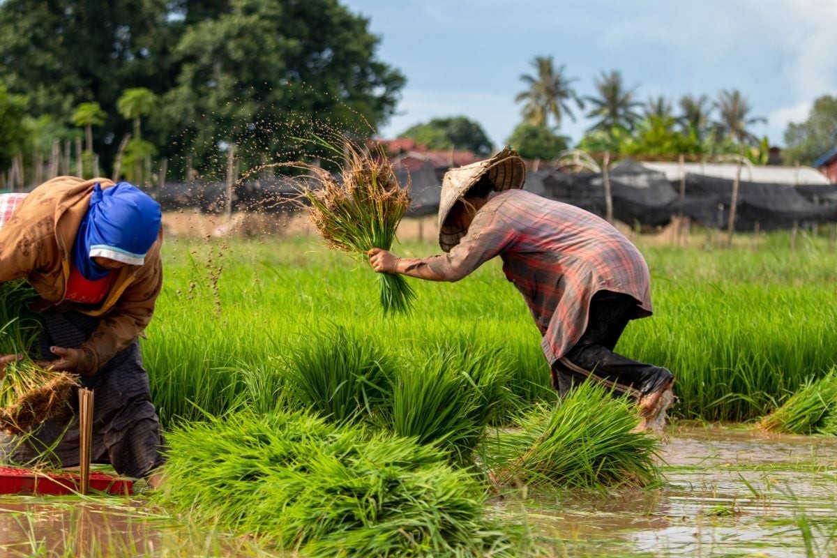 Thái Lan: El Nino khiến sản lượng gạo giảm, giá tăng