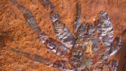 Phát hiện hóa thạch nhện lớn nhất từng được ghi nhận ở Australia với niên đại từ 11-16 triệu năm