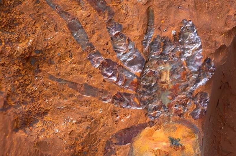 Phát hiện hóa thạch nhện lớn nhất từng được ghi nhận ở Australia với niên đại từ 11-16 triệu năm