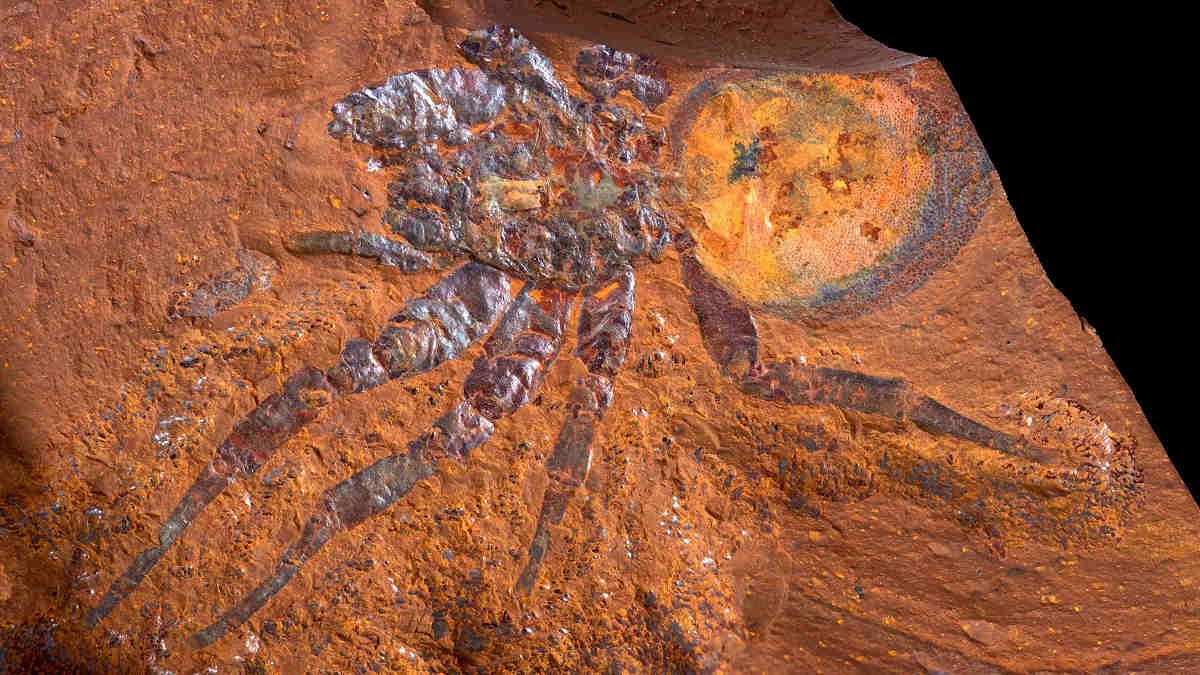 Đây là hóa thạch nhện lớn nhất từng được ghi nhận ở Australia và là hóa thạch đầu tiên thuộc họ nhện Barychelidae được tìm thấy trên thế giới. (Nguồn: Australian Museum)