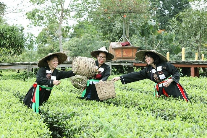 Du khách mặc trang phục của người dân tộc Cao Lan và tham gia hái chè cùng người dân khi đến khu Du lịch sinh thái, văn hóa bản Ven. (Nguồn: Báo Xây dựng)