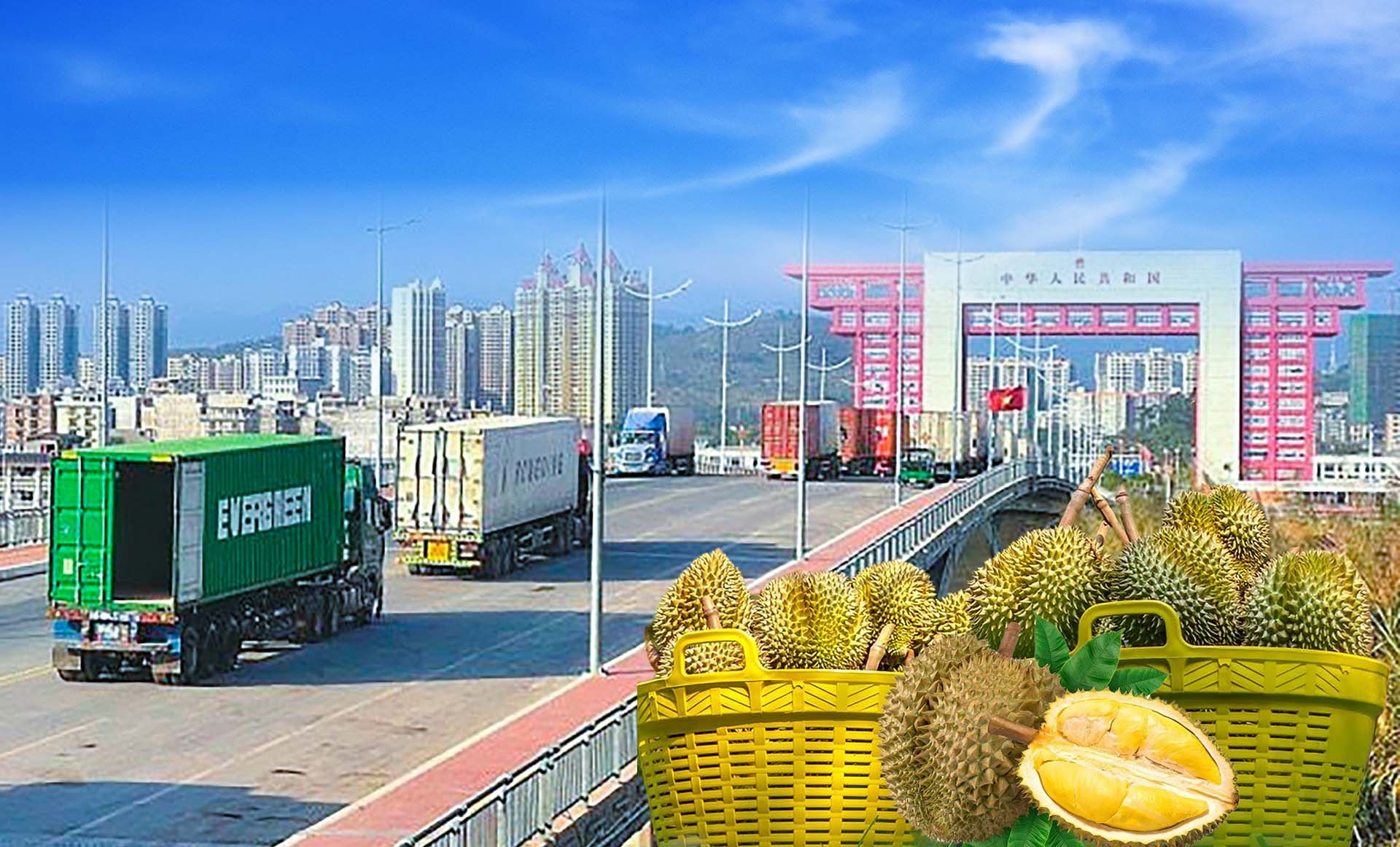 Sầu riêng của Việt Nam sang Trung Quốc chiếm 95% tổng giá trị xuất khẩu nhóm hàng này của cả nước. (Ảnh: L.C) 