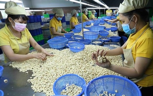 Vietnam exports an impressive volume of 61,000 tonnes of cashew nuts for 334 million USD in August. (Photo: VNA)