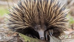 Australia phát hiện mới về loài thú lông nhím mỏ ngắn đẻ trứng độc đáo nhất thế giới