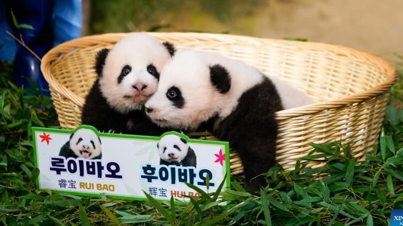 Nửa triệu người trên thế giới đặt tên cho cặp gấu trúc song sinh tại công viên ở Hàn Quốc