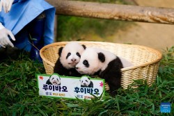 Nửa triệu người trên thế giới đặt tên cho cặp gấu trúc song sinh tại công viên ở Hàn Quốc