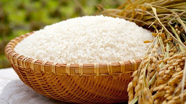 Price of Vietnam’s exported rice maintains uptrend: Vietnam Food Association