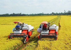 Price of Vietnam’s exported rice maintains uptrend: Vietnam Food Association