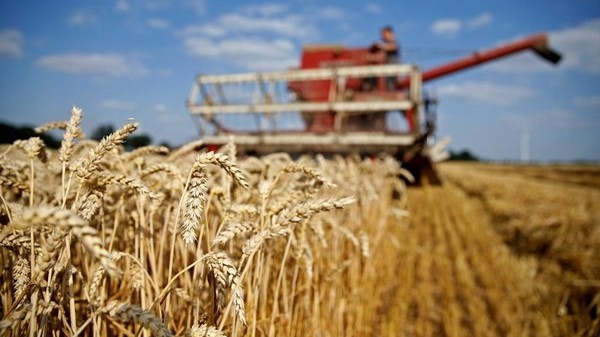9 tháng 2023, Việt Nam nhập khẩu lúa mì nhiều nhất từ 3 thị trường này