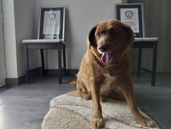 Bồ Đào Nha: Chú chó già nhất thế giới qua đời ở tuổi 31