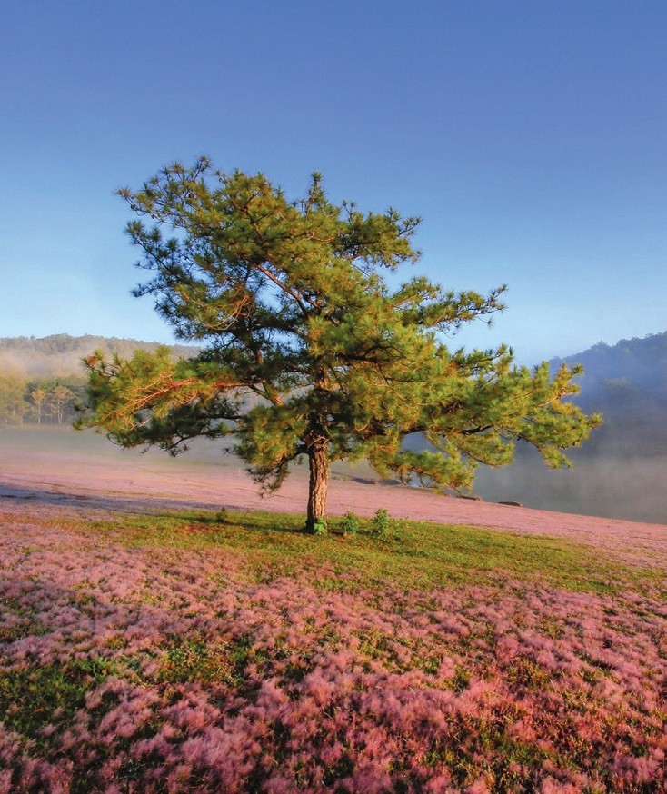 Da Lat pink grass hills.