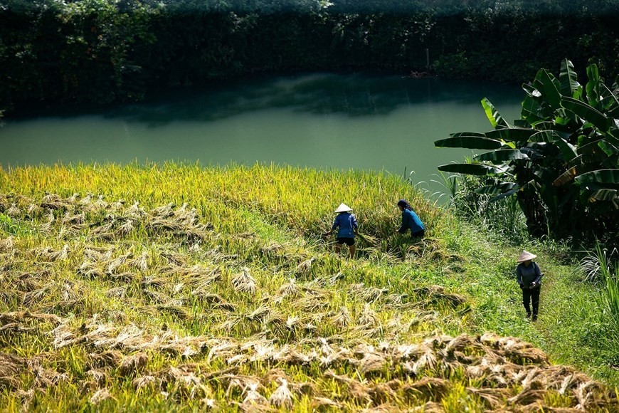 The terraced rice fields in Mien Doi commune during the harvest season. (Photo: VNA)