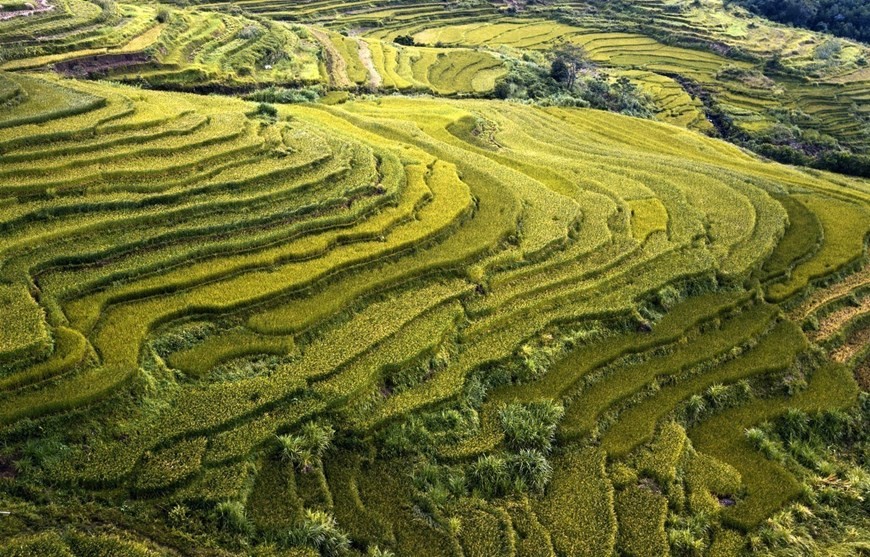 The terraced rice fields resemble golden silk scarves fluttering in the breeze above green hills. (Photo: VNA)