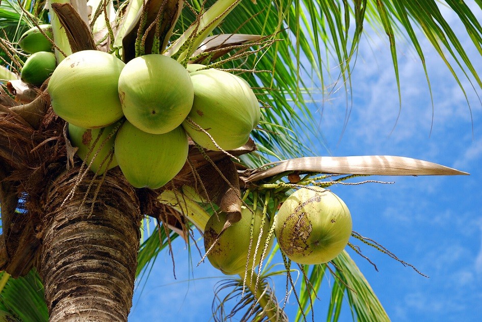 Vietnam's coconut exports to rise remarkably thanks to shipments to China