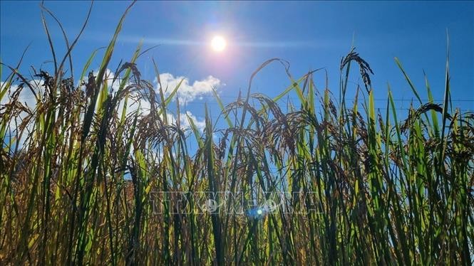 Mang Ri rice valley in autumn - 'sleeping beauty' in Central Highlands