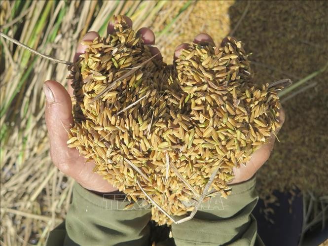 Mang Ri rice valley in autumn - 'sleeping beauty' in Central Highlands