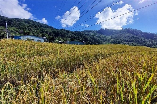 Mang Ri rice valley in autumn - 'sleeping beauty' in Central Highlands Mang Ri rice valley in autumn - 'sleeping beauty' in Central Highlands