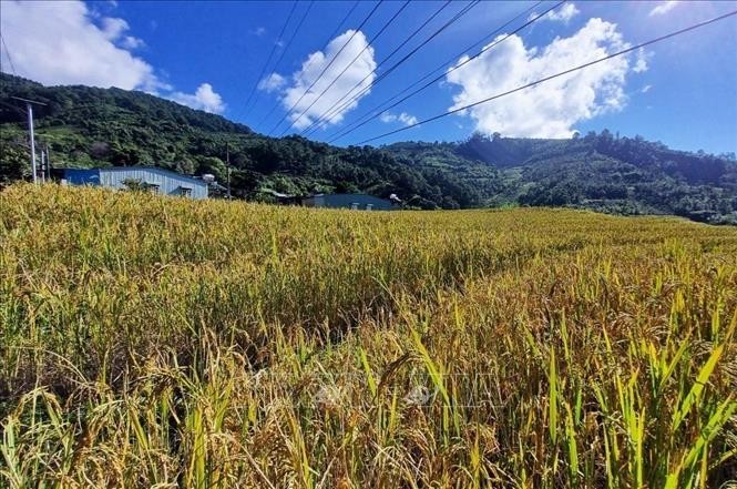 Mang Ri rice valley in autumn - 'sleeping beauty' in Central Highlands