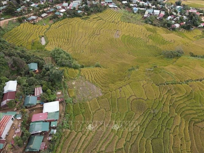 Mang Ri rice valley in autumn - 'sleeping beauty' in Central Highlands Mang Ri rice valley in autumn - 'sleeping beauty' in Central Highlands