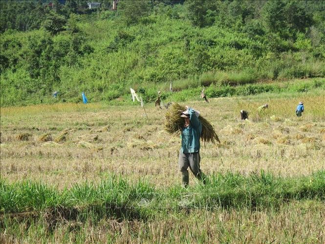 Mang Ri rice valley in autumn - 'sleeping beauty' in Central Highlands