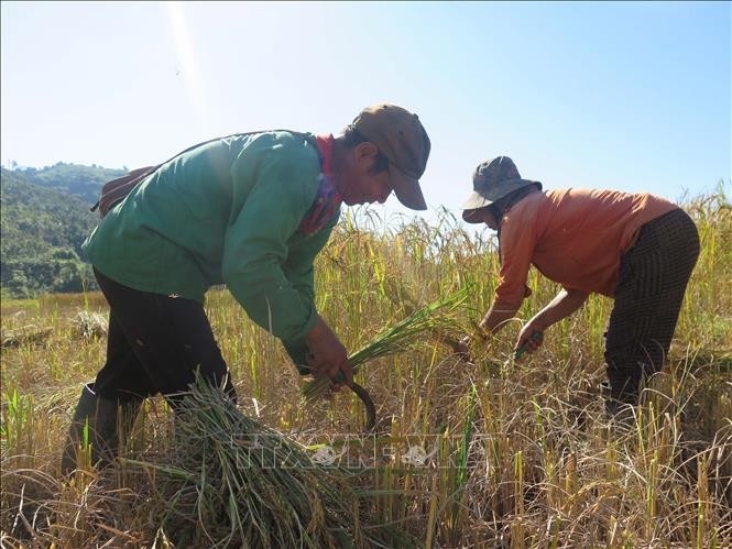 Mang Ri rice valley in autumn - 'sleeping beauty' in Central Highlands