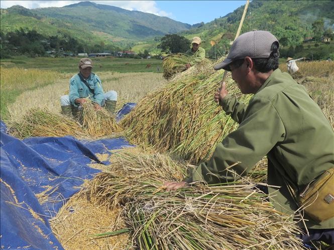 Mang Ri rice valley in autumn - 'sleeping beauty' in Central Highlands