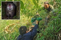 Trung Quốc: Bé gái 3 tuổi an toàn sau khi bị khỉ trên núi bắt cóc