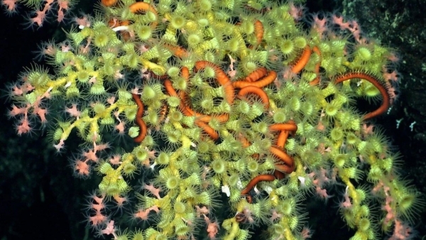 Ngắm nhìn vẻ đẹp kỳ diệu của 2 rạn san hô biển sâu mới được tìm thấy ngoài khơi quần đảo Galapagos