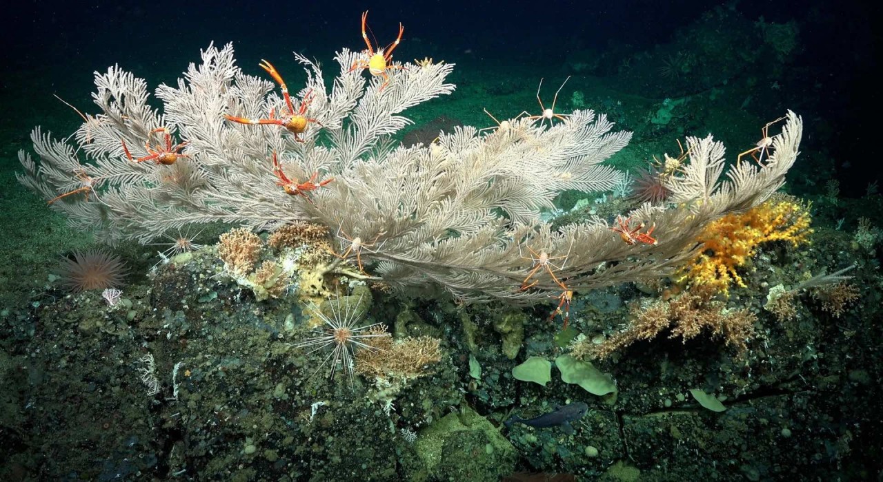 Ngắm nhìn vẻ đẹp kỳ diệu của 2 rạn san hô biển sâu mới được tìm thấy ngoài khơi quần đảo Galapagos
