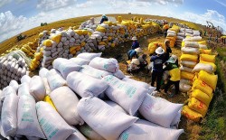 Xuất khẩu ngày 27/10-3/11: Giá gạo 'tăng nóng' nhưng không phải lợi thế; một quốc gia Nam Á đổ tiền, tăng mua gỗ từ Việt Nam
