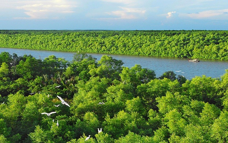 Rừng ngập mặn có khoảng 252.500ha, tập trung ở vùng biển đồng bằng sông Cửu Long. (Nguồn: scem)