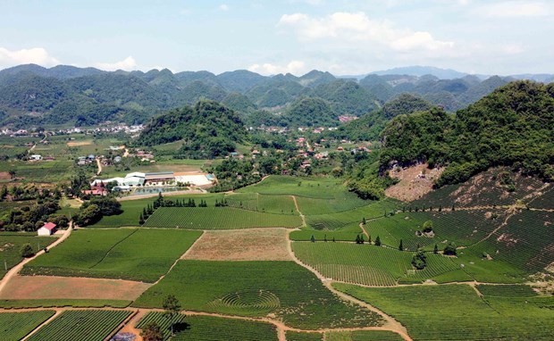 Chè là cây trồng mang lại nguồn thu nhập ổn định cho nhân dân xã Phổng Lái, huyện Thuận Châu. (Nguồn: TTXVN)