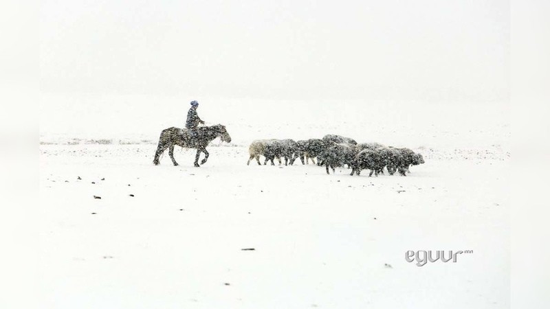  Cuối tuần trước, tuyết rơi dày và bão tuyết trút xuống nhiều khu vực rộng lớn của Mông Cổ đã làm 8 người chăn gia súc thiệt mạng. (Nguồn: AKI Press)