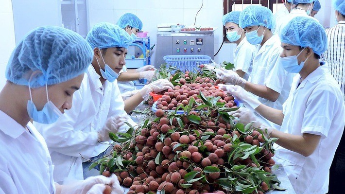 Xuất khẩu ngày 3-10/11: Thị trường Việt Nam hấp dẫn các nhà xuất khẩu hải sản Na Uy; Trung Quốc săn lùng mặt hàng 'cây nhà lá vườn này'