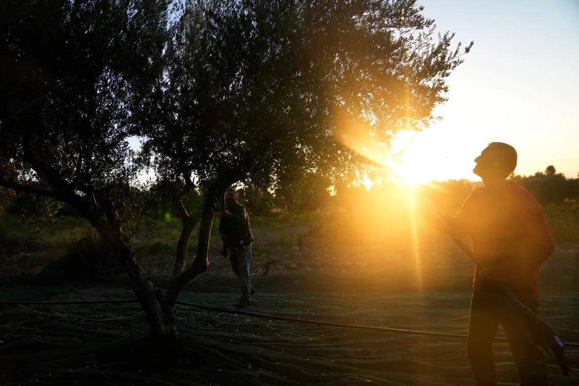 Những cây ô liu Địa Trung Hải hàng trăm tuổi bị trộm ‘để mắt’, cưa ngang
