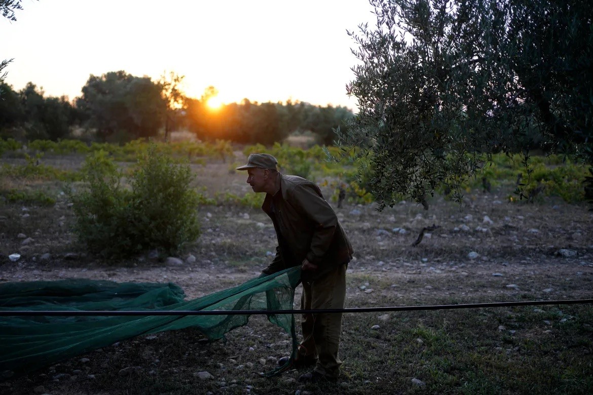 Những cây ô liu Địa Trung Hải hàng trăm tuổi bị trộm ‘để mắt’, cưa ngang